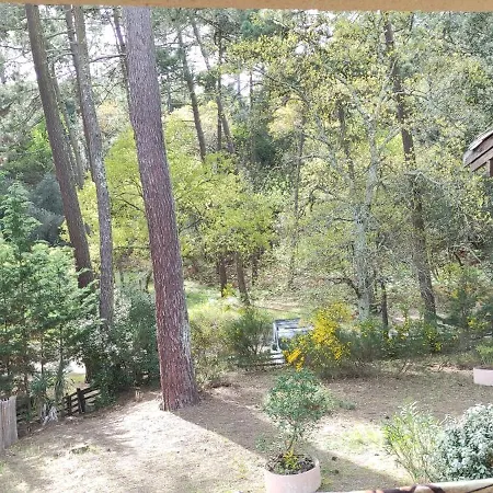 Petit Dans Les Arbres Carcans